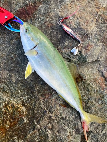 ヤズの釣果
