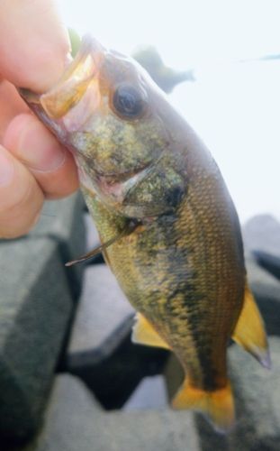 ラージマウスバスの釣果
