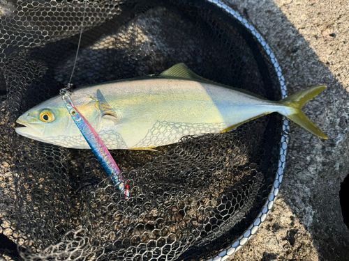イナダの釣果