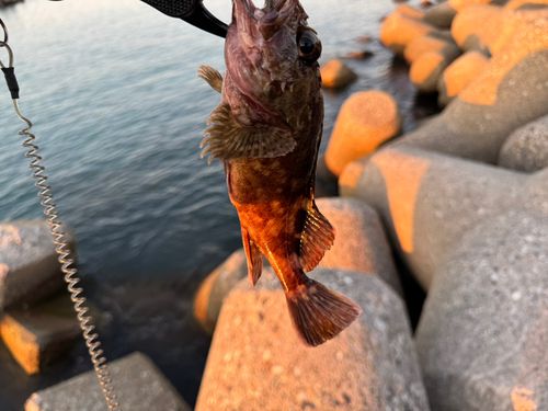 キジハタの釣果