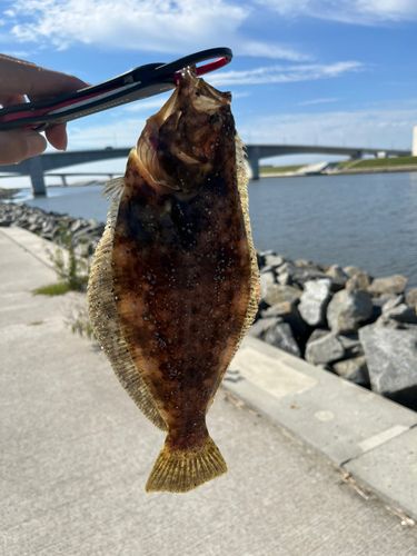 ヒラメの釣果