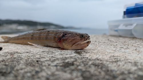 エソの釣果
