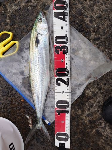 サゴシの釣果