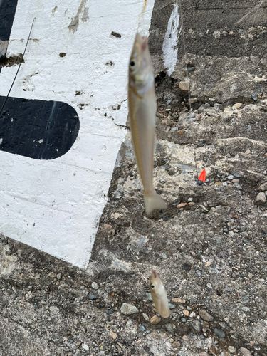 キスの釣果