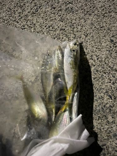 アジの釣果