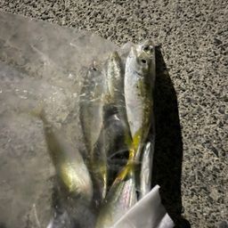 アジ