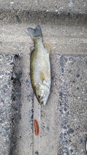 スモールマウスバスの釣果