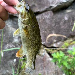 スモールマウスバス