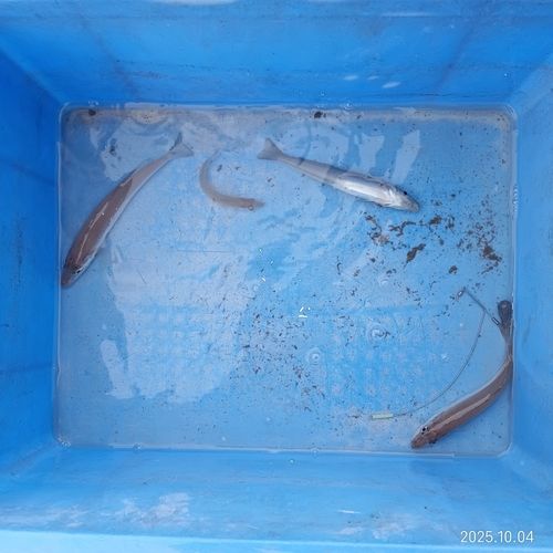 キスの釣果