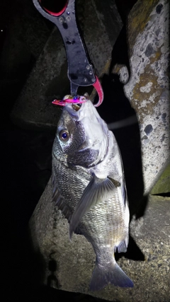 クロダイの釣果