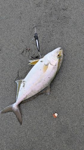 ショゴの釣果