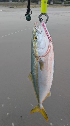 大倉戸海岸