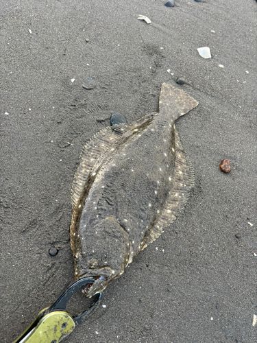 新舞子海岸（富津）