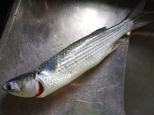 ボラの釣果