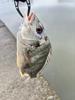 キビレの釣果