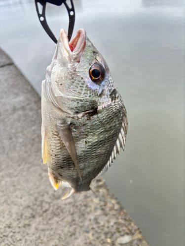キビレの釣果