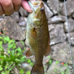 スモールマウスバス