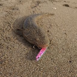 マゴチ