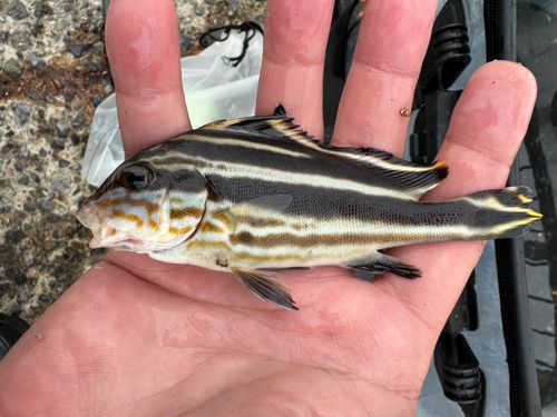 シマイサキの釣果
