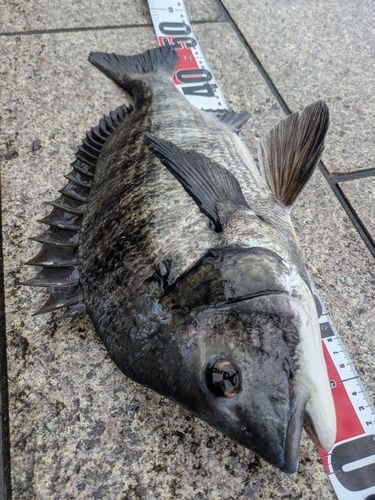 チヌの釣果
