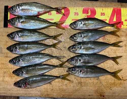マアジの釣果
