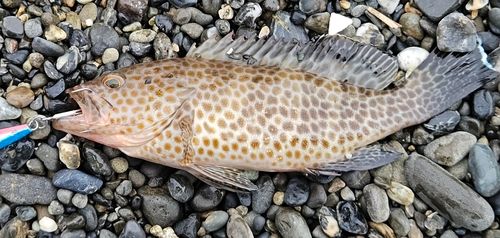 オオモンハタの釣果