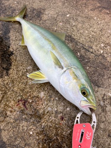 コゾクラの釣果