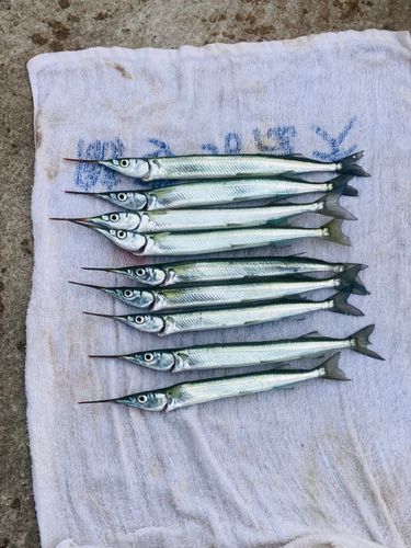 サヨリの釣果