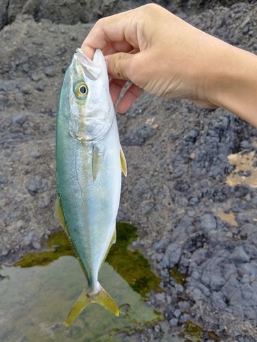 ワカシの釣果