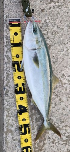 イナダの釣果