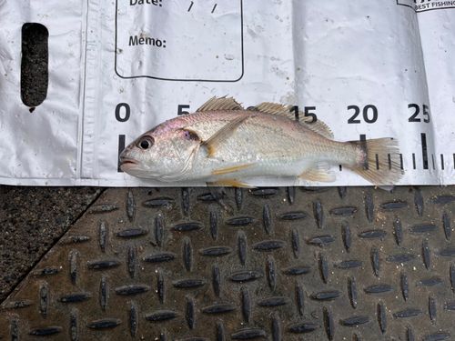 若洲海浜公園海釣り施設
