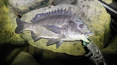 チヌの釣果