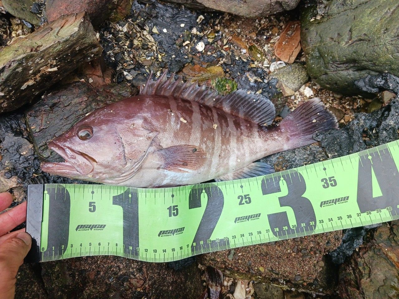 Gamakatsu ラグゼ ダイダラ B78Hの最安値・インプレ・釣果