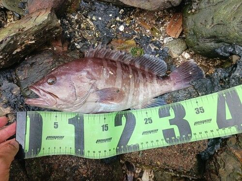 マハタの釣果