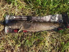 カムルチーの釣果