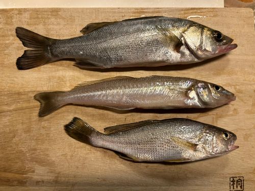 フッコ（マルスズキ）の釣果