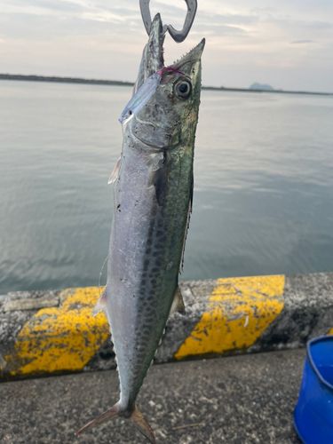 サゴシの釣果