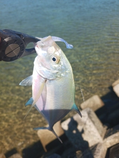 スジアラの釣果