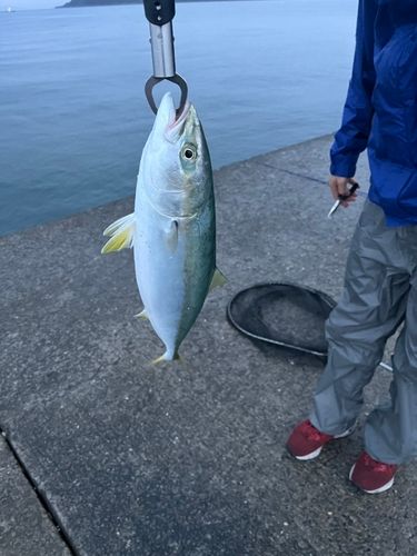 ハマチの釣果