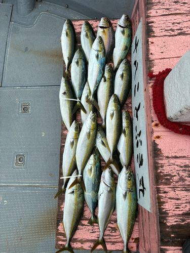 ツバスの釣果