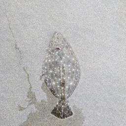ソゲ