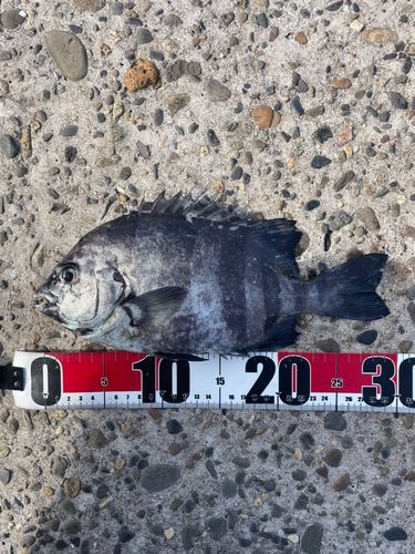 イシダイの釣果