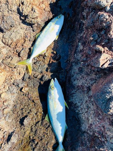 ワカシの釣果