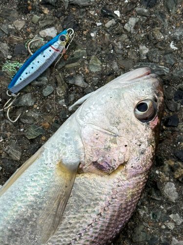 シログチの釣果