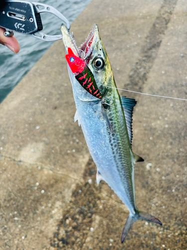 サゴシの釣果