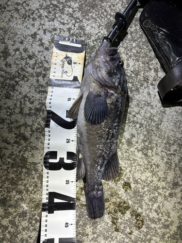 ソイの釣果