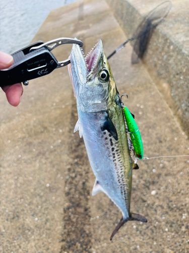サゴシの釣果