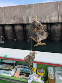 カワハギの釣果