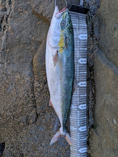 ワラサの釣果