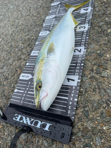 ハマチの釣果